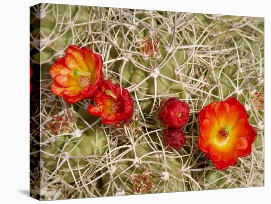 Claret Cup or Mojave Mound Cactus in Bloom, Mojave National Preserve, California, Usa-Rob Sheppard-Premier Image Canvas