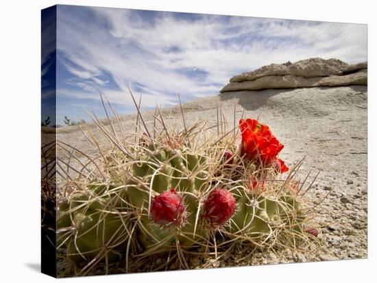 Claret Cup or Mojave Mound Cactus in Bloom, Mojave National Preserve, California, Usa-Rob Sheppard-Premier Image Canvas