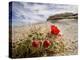 Claret Cup or Mojave Mound Cactus in Bloom, Mojave National Preserve, California, Usa-Rob Sheppard-Premier Image Canvas