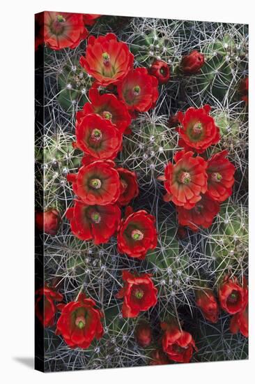 Claret Cup-Michael Greene-Stretched Canvas