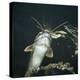 Clarias Catfish Showing Barbels-Jane Burton-Premier Image Canvas