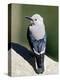 Clark's Nutcracker (Nucifraga Columbiana), Rocky Mountain National Park, Colorado-James Hager-Premier Image Canvas