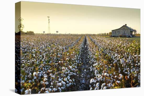 Clarksdale, Mississippi, Cotton Field, Delta-John Coletti-Premier Image Canvas