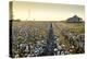 Clarksdale, Mississippi, Cotton Field, Delta-John Coletti-Premier Image Canvas