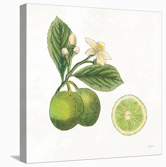Classic Citrus III-Sue Schlabach-Stretched Canvas