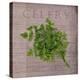 Classic Herbs Celery-Cora Niele-Stretched Canvas