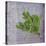 Classic Herbs Sage-Cora Niele-Stretched Canvas