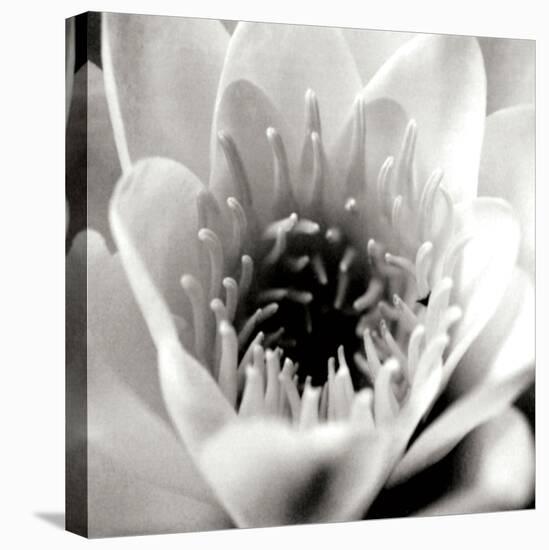 Classic Lotus Square-Erin Berzel-Premier Image Canvas