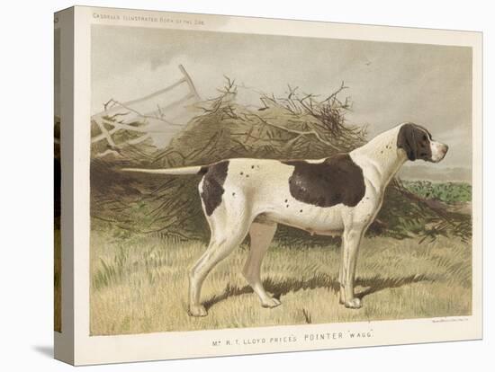 Classic Pointer Standing in the Field-null-Stretched Canvas