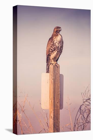 Classic Red Tail Hawk Merced Wildlife Refuge Birds California-Vincent James-Premier Image Canvas