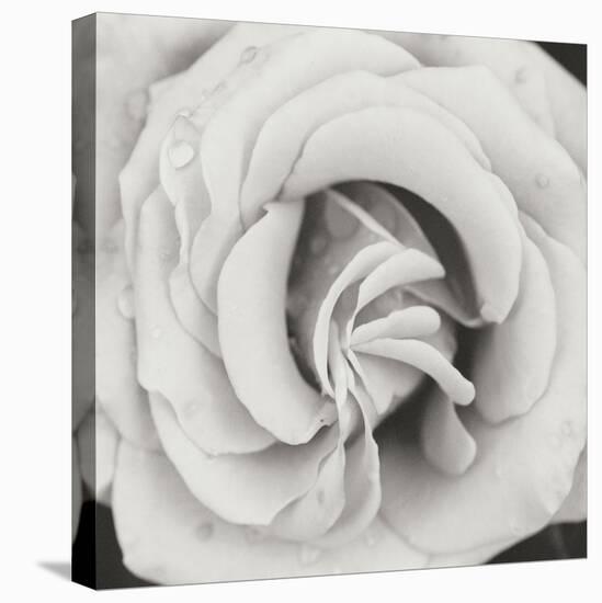 Classic Rose Square-Erin Berzel-Premier Image Canvas