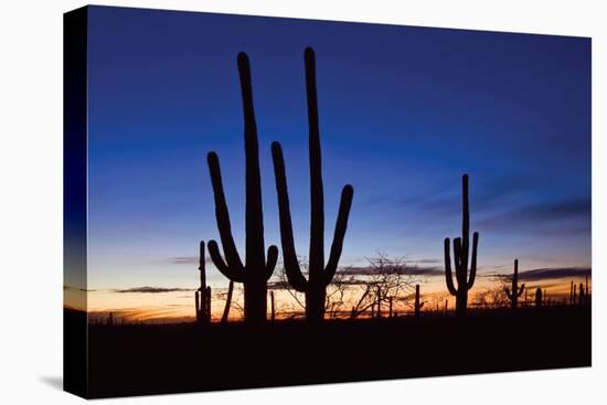 Classic Saguaro Sunset II-Larry Malvin-Premier Image Canvas