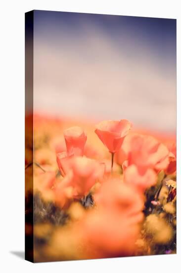 Classic Vintage Poppy Retro Design Wildflower Spring California-Vincent James-Premier Image Canvas