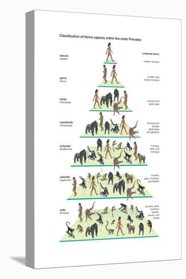 Classification of Modern Humans (Homo Sapiens) Within the Order Primates-Encyclopaedia Britannica-Stretched Canvas