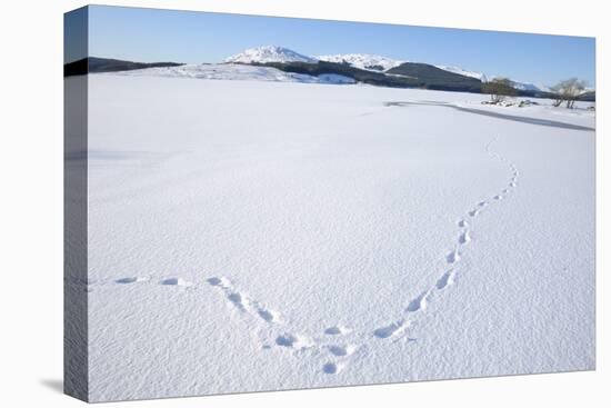 Clatteringshaws Loch, Frozen and Covered in Winter Snow, Dumfries and Galloway, Scotland, UK-Gary Cook-Premier Image Canvas