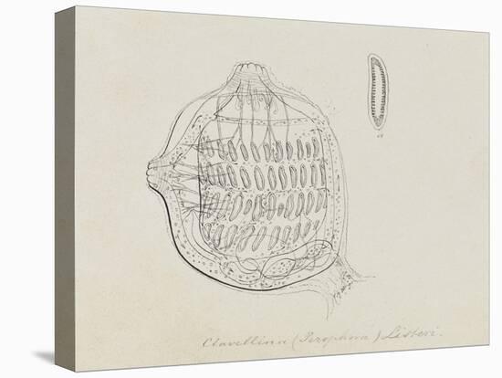 Clavellina (Perophora) Listeri: Tuincate-Philip Henry Gosse-Premier Image Canvas