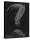 Claws of Locust Mantis Shrimp-Philip Henry Gosse-Premier Image Canvas