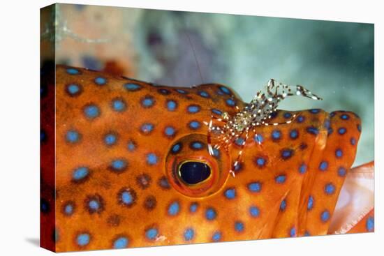 Cleaner Shrimp Cleaning Grouper-null-Premier Image Canvas