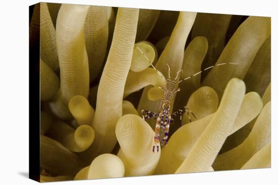 Cleaner Shrimp on an Anemone in Curacao-Stocktrek Images-Premier Image Canvas
