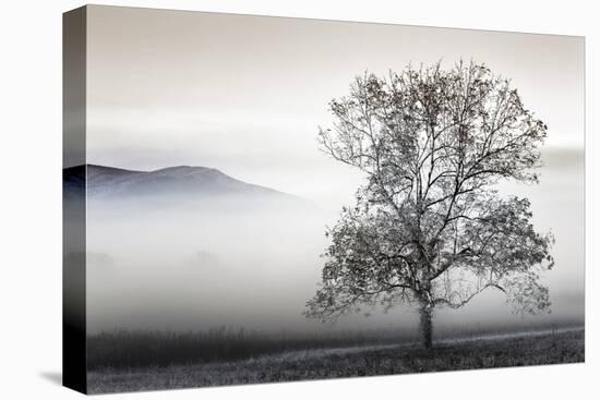 Clearing Fog-Danita Delimont-Stretched Canvas