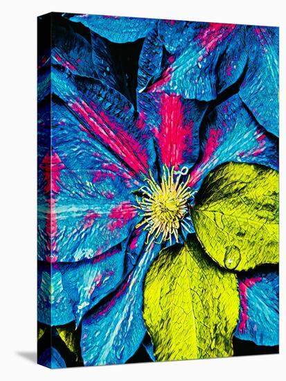Clematis Abstract-Heidi Bannon-Stretched Canvas