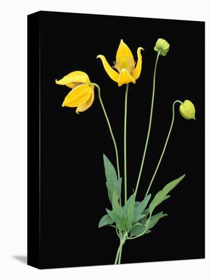 Clematis 'Bill McKenzie' Flowers in Bloom-Clay Perry-Premier Image Canvas