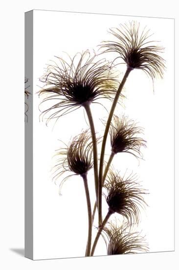 Clematis Buds, 2010-Julia McLemore-Premier Image Canvas