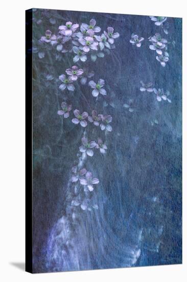 Clematis Cascade-Doug Chinnery-Stretched Canvas