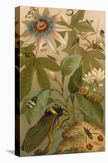 Clematis, Cicada and Beetles, 1894-Science Source-Premier Image Canvas