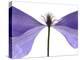 Clematis Float, 2009-Julia McLemore-Premier Image Canvas