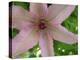 Clematis Flower Closup-Anna Miller-Premier Image Canvas