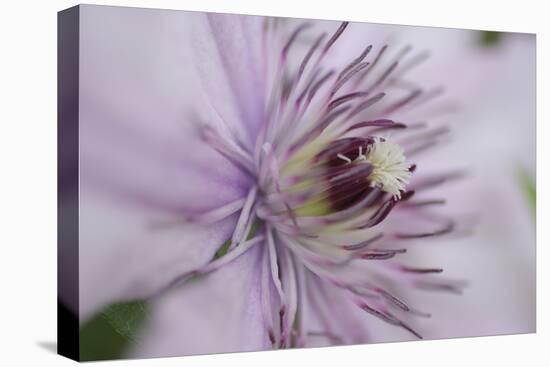 Clematis Flower Detail-Anna Miller-Premier Image Canvas
