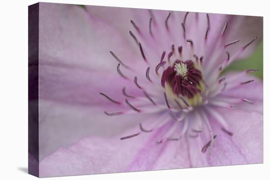 Clematis Flower Detail-Anna Miller-Premier Image Canvas