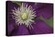 Clematis Flower Detail-Anna Miller-Premier Image Canvas