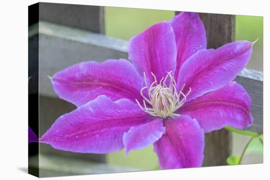 Clematis flower, Reading, Massachusetts, USA-Lisa S. Engelbrecht-Premier Image Canvas