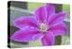 Clematis flower, Reading, Massachusetts, USA-Lisa S. Engelbrecht-Premier Image Canvas