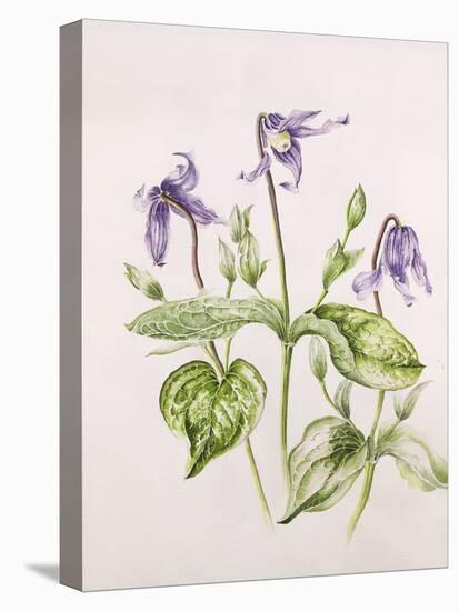 Clematis Integrifolia-Alison Cooper-Premier Image Canvas