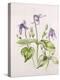 Clematis Integrifolia-Alison Cooper-Premier Image Canvas