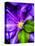 Clematis Spring-Heidi Bannon-Stretched Canvas