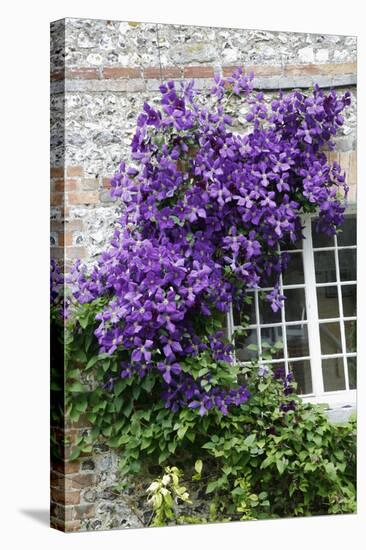 Clematis Viticella 'Polish Spirit'-Dr. Keith Wheeler-Premier Image Canvas