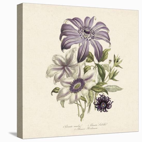 Clematis-19th Century English School-Stretched Canvas