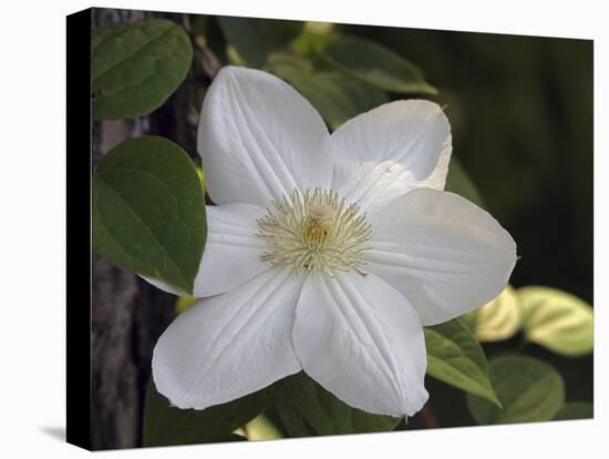 Clematis-J.D. Mcfarlan-Premier Image Canvas