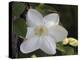 Clematis-J.D. Mcfarlan-Premier Image Canvas