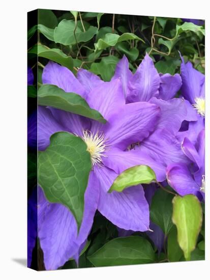 Clematis-Heidi Bannon-Stretched Canvas