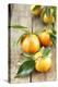 Clementines with Leaves on Wood-Nikky-Premier Image Canvas