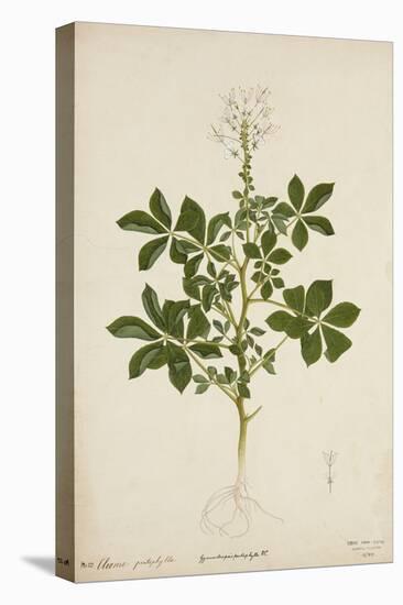 Cleome Pontaphylla, 1800-10-null-Premier Image Canvas