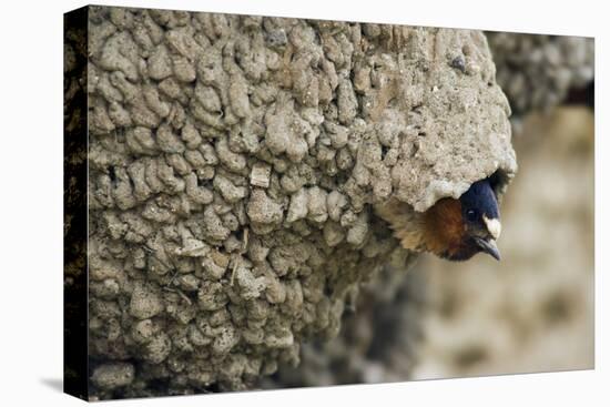 Cliff Swallow, Emerging from Nest-Ken Archer-Premier Image Canvas