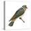 Cliff Swallow (Petrochelidon Pyrrhonota), Birds-Encyclopaedia Britannica-Stretched Canvas