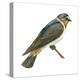 Cliff Swallow (Petrochelidon Pyrrhonota), Birds-Encyclopaedia Britannica-Stretched Canvas