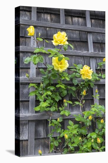 Climbing roses, Nantucket, Massachusetts, USA-Lisa S. Engelbrecht-Premier Image Canvas